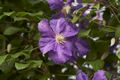 Clematis Jackmanii-3 Powojnik